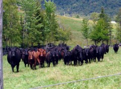 Fonds d'cran Animaux LA CHARGE