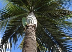 Fonds d'cran Nature COMME UN PARASOL