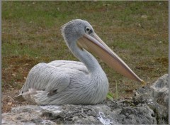 Fonds d'cran Animaux Pelican