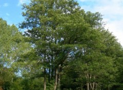 Fonds d'cran Nature Arbres sous une ciel bleu d'azur !