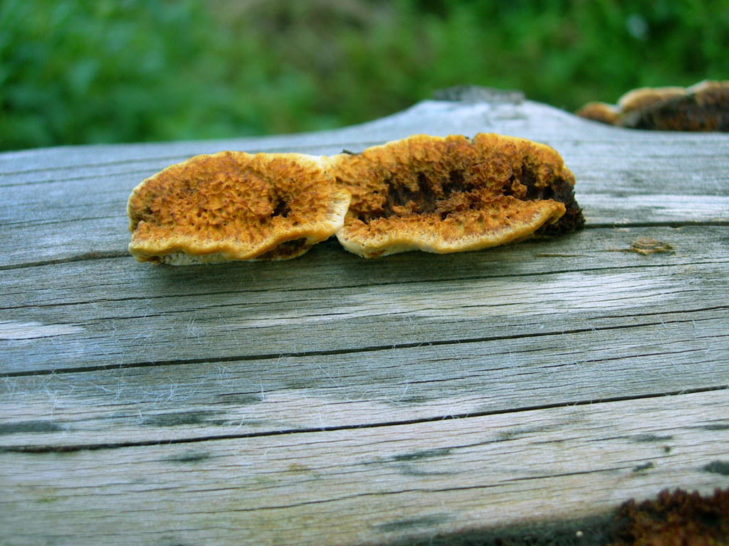 Wallpapers Nature Mushrooms 