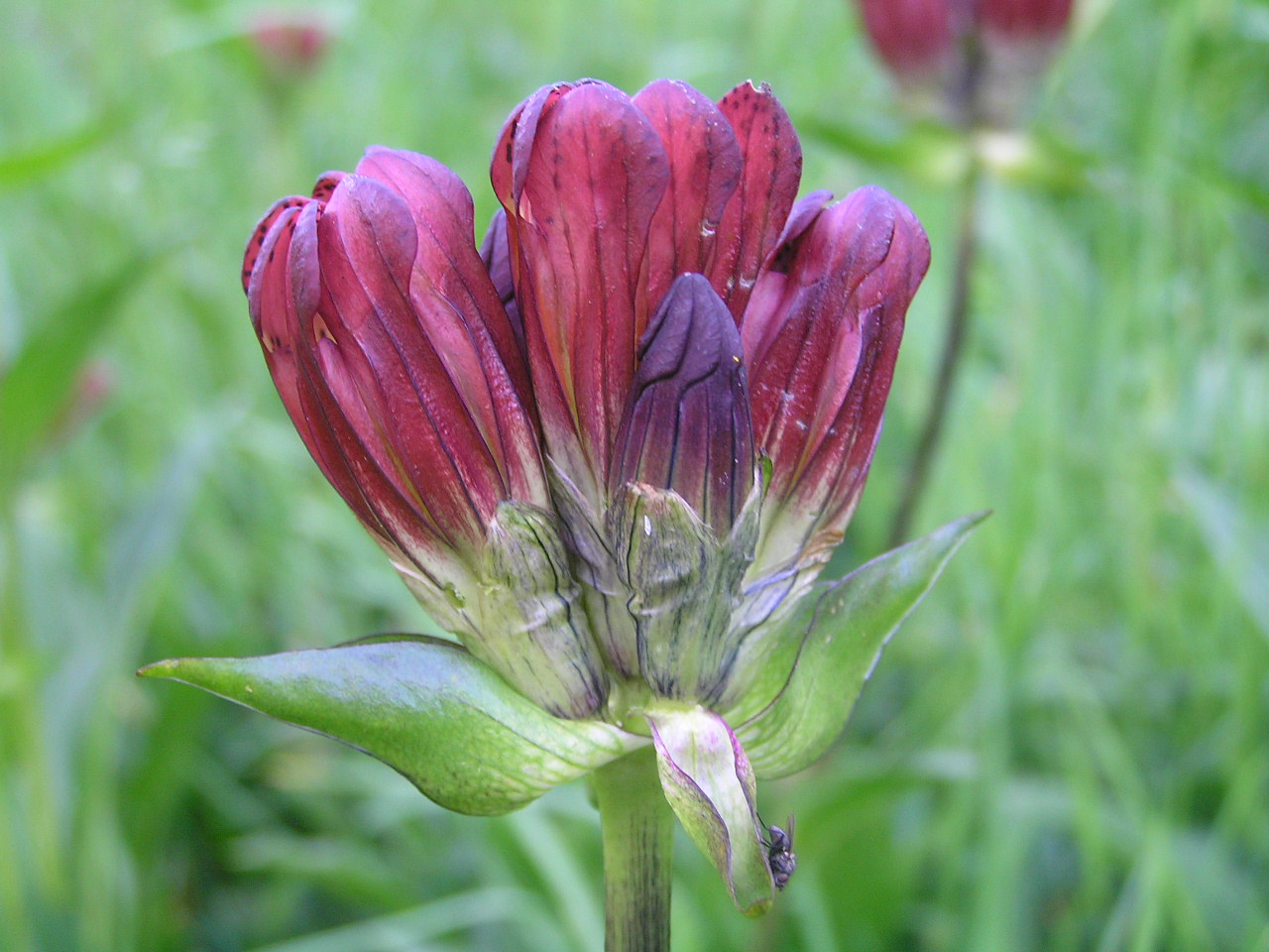 Fonds d'cran Nature Fleurs Gentiane pourpre