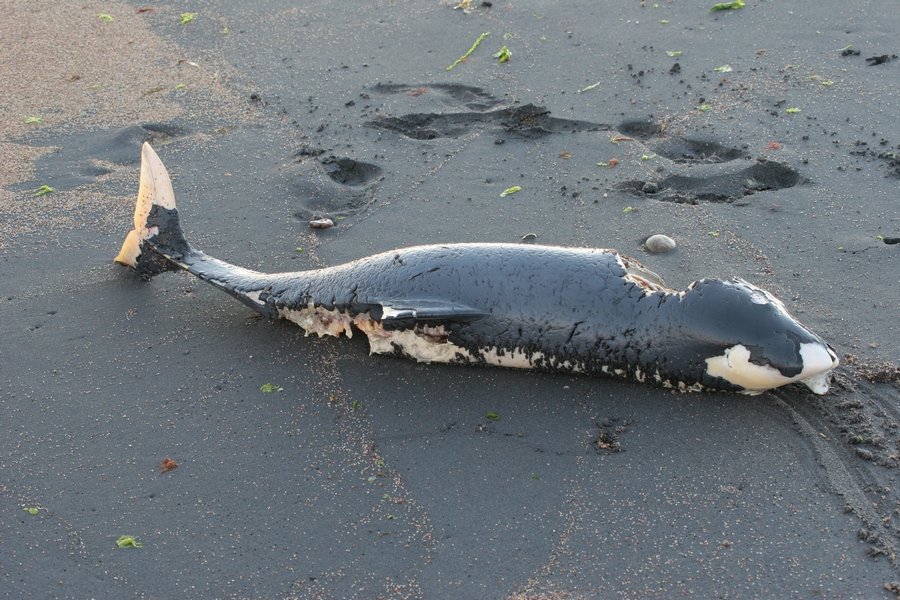 Fonds d'cran Animaux Vie marine - Dauphins Morsure de requin sur un petit dauphin.