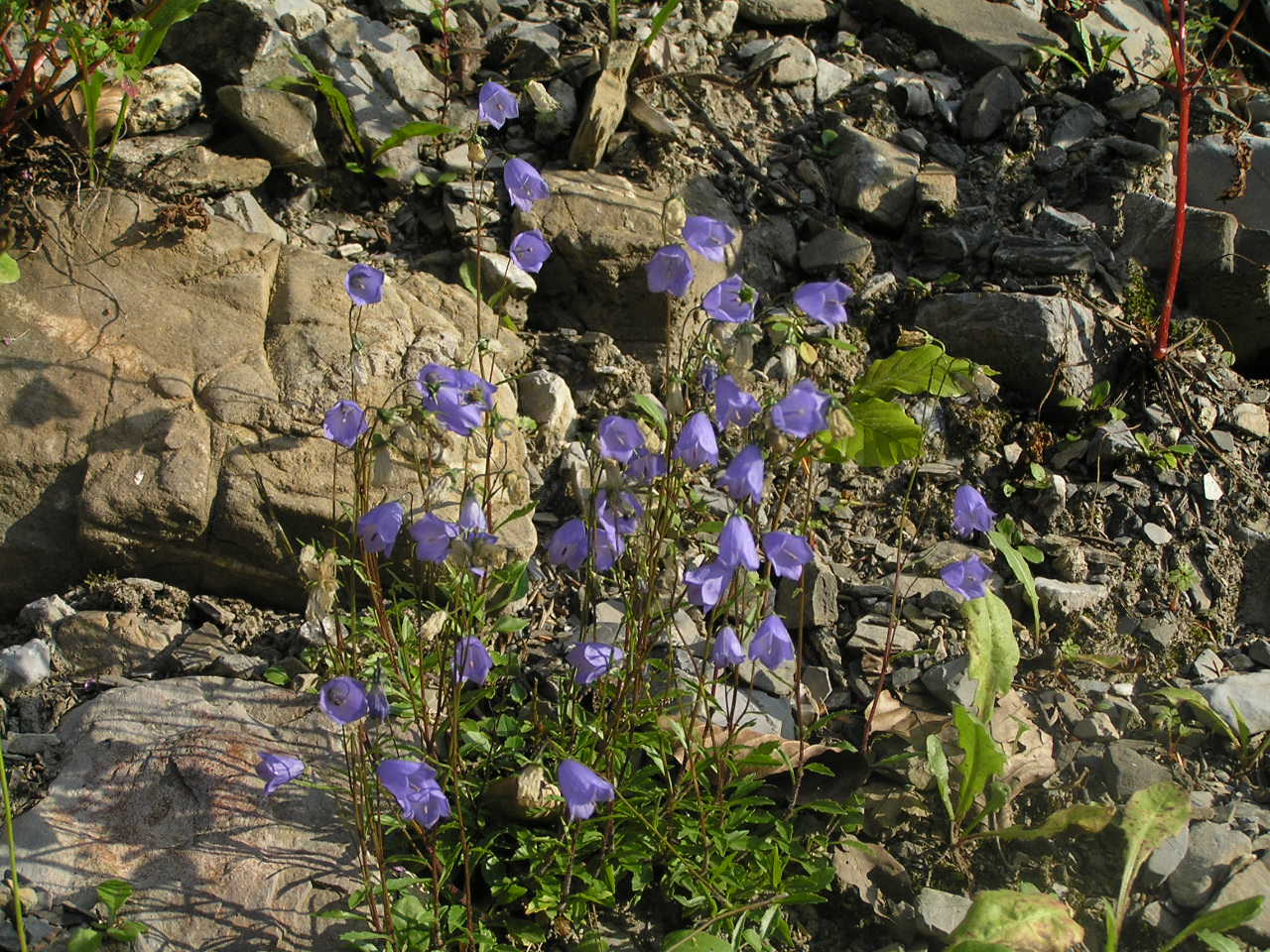 Wallpapers Nature Flowers 