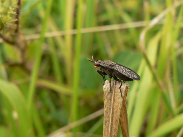 Fonds d'cran Animaux Insectes - Divers Wallpaper N148222