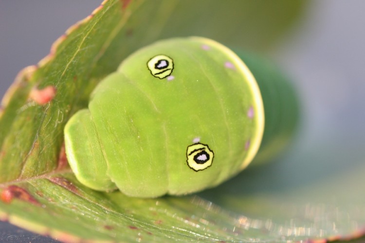 Fonds d'cran Animaux Insectes - Chenilles Chenille et son dguisement