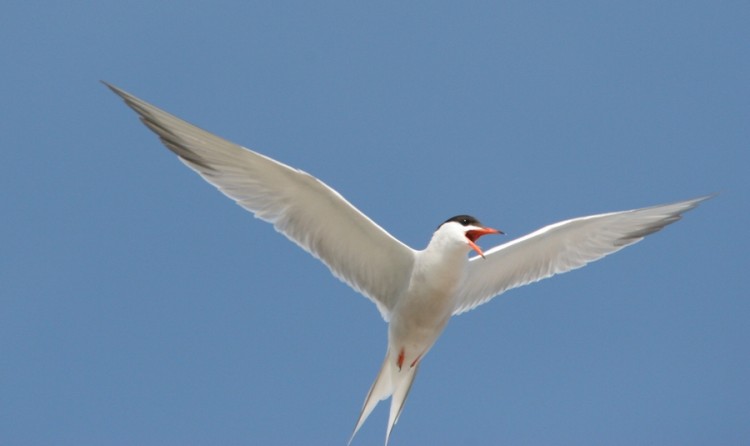 Fonds d'cran Animaux Oiseaux - Sternes Sterne artique en colre