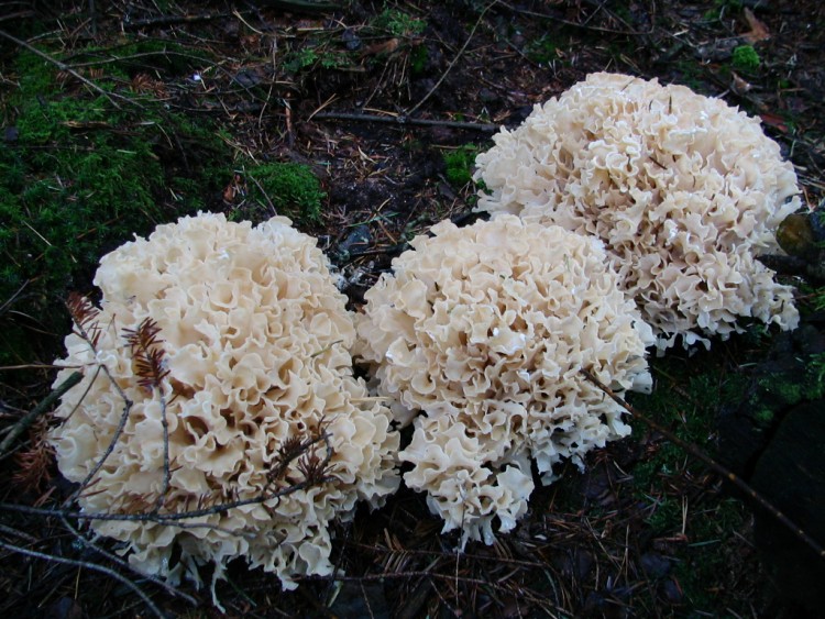 Fonds d'cran Nature Champignons EN ALSACE