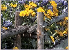 Fonds d'cran Nature clture remplie de fleurs