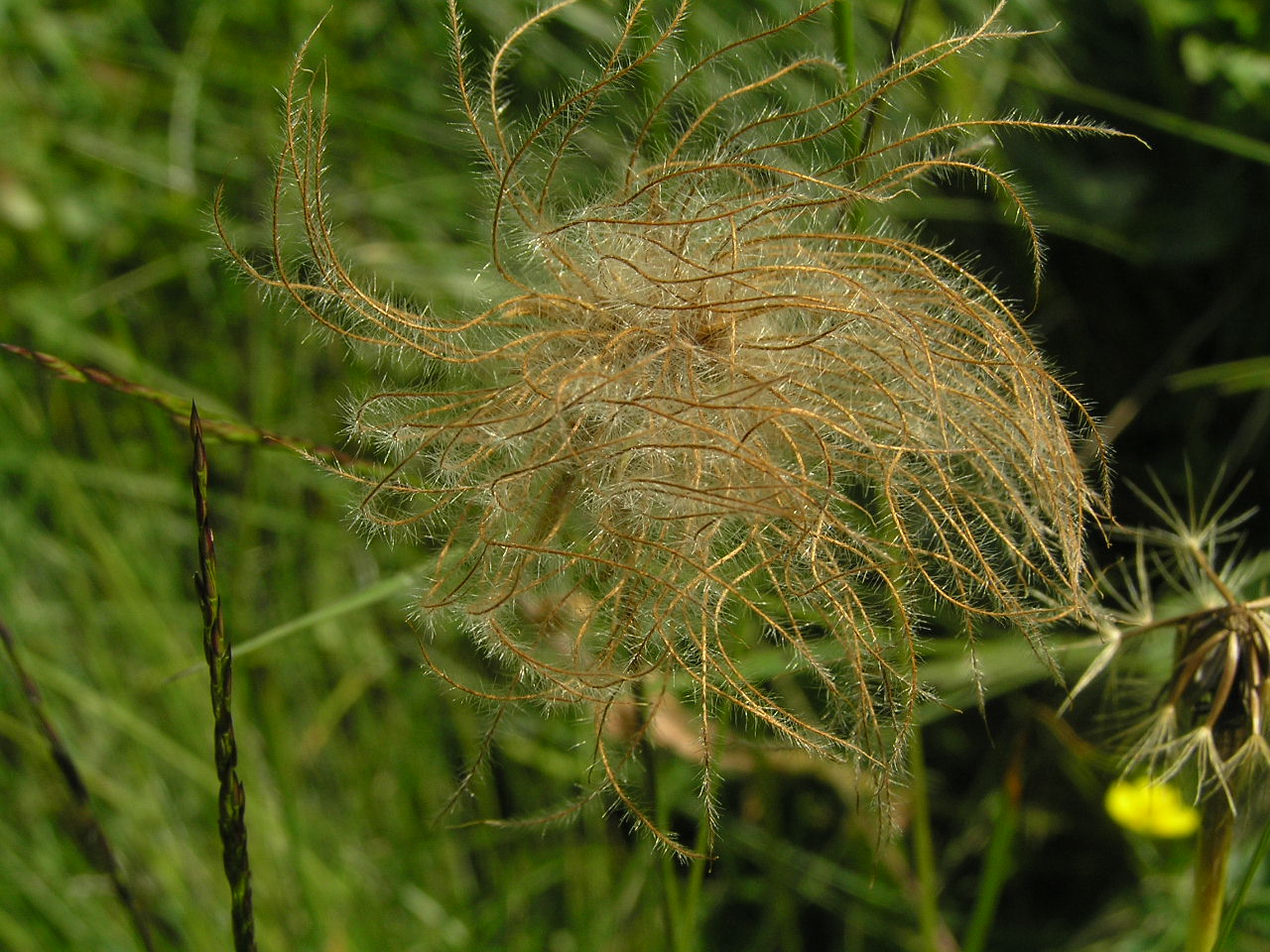 Fonds d'cran Nature Fleurs 