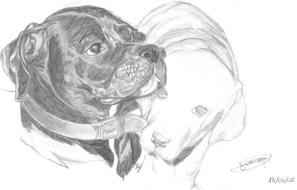 Fonds d'cran Art - Crayon Animaux - Chiens Neischka