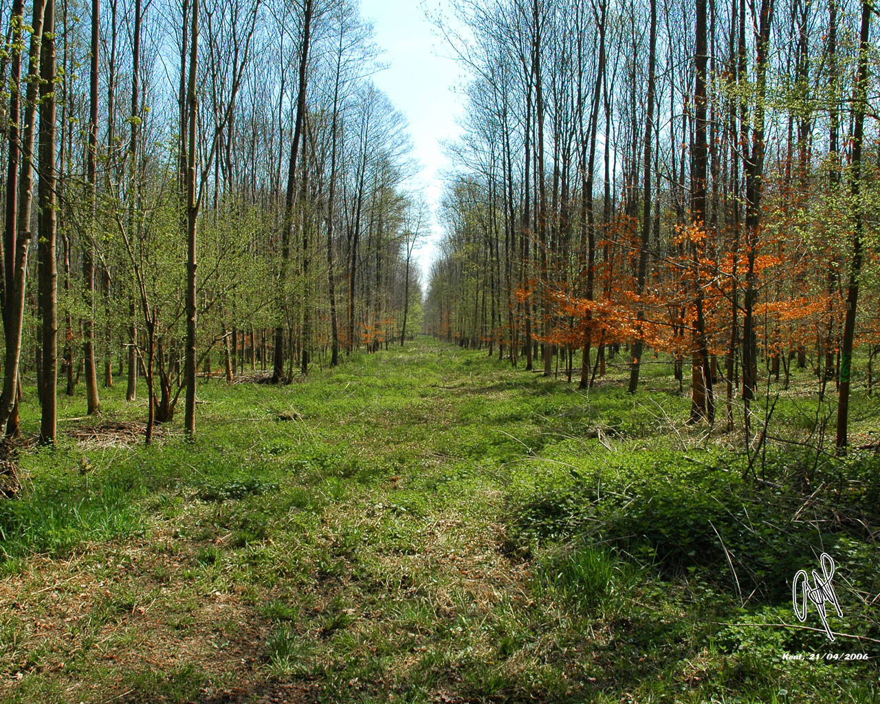 Wallpapers Nature Trees - Forests L'Illwald, Alsace