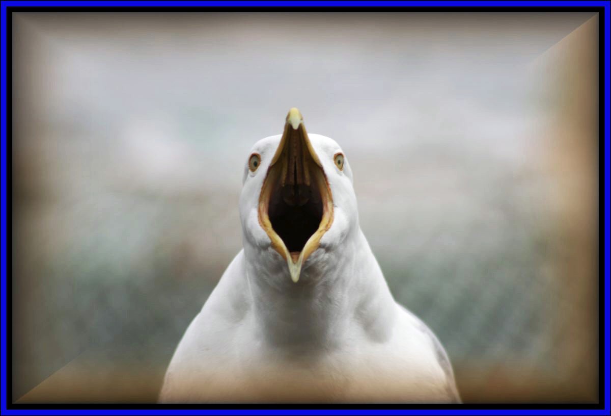 Wallpapers Animals Birds - Gulls Goelan en colre