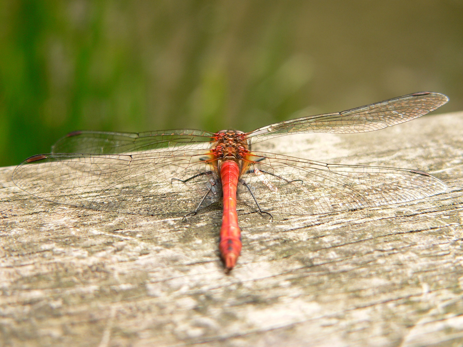 Wallpapers Animals Insects - Dragonflies vu cote pile