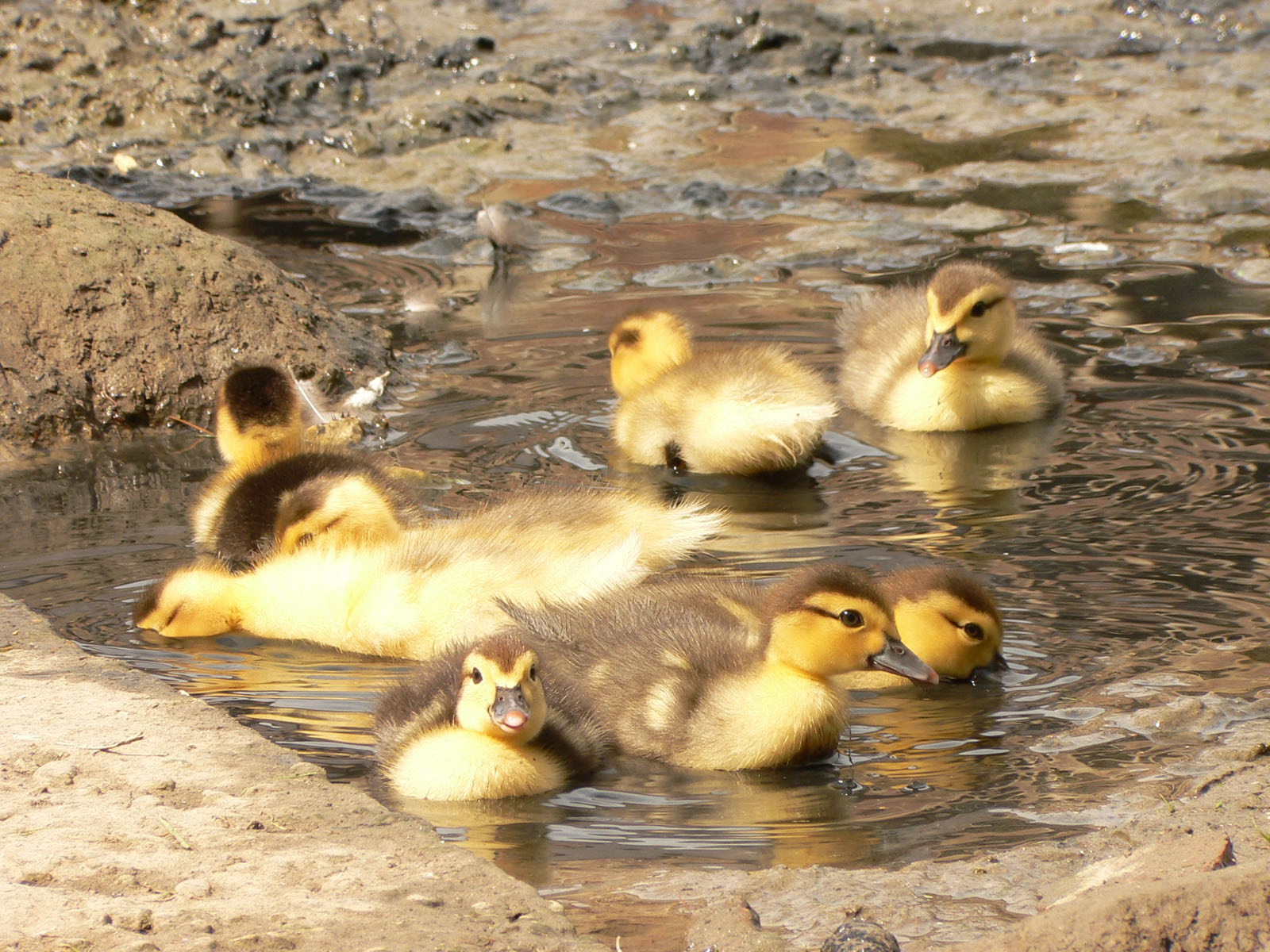 Wallpapers Animals Birds - Ducks le bain de boue