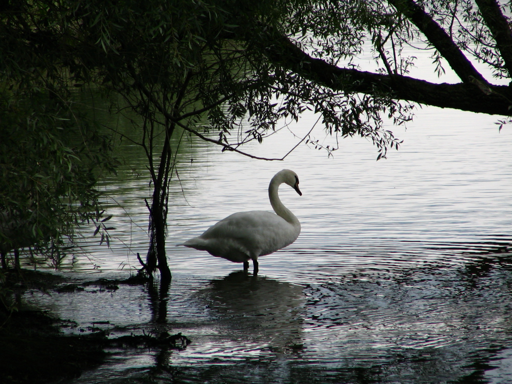 Wallpapers Animals Birds - Ducks EN ALSACE