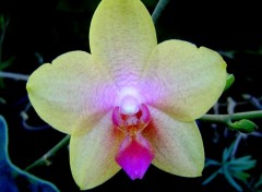 Fonds d'cran Nature ORCHIDEE