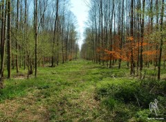 Wallpapers Nature L'Illwald, Alsace