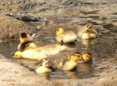 Wallpapers Animals le bain de boue