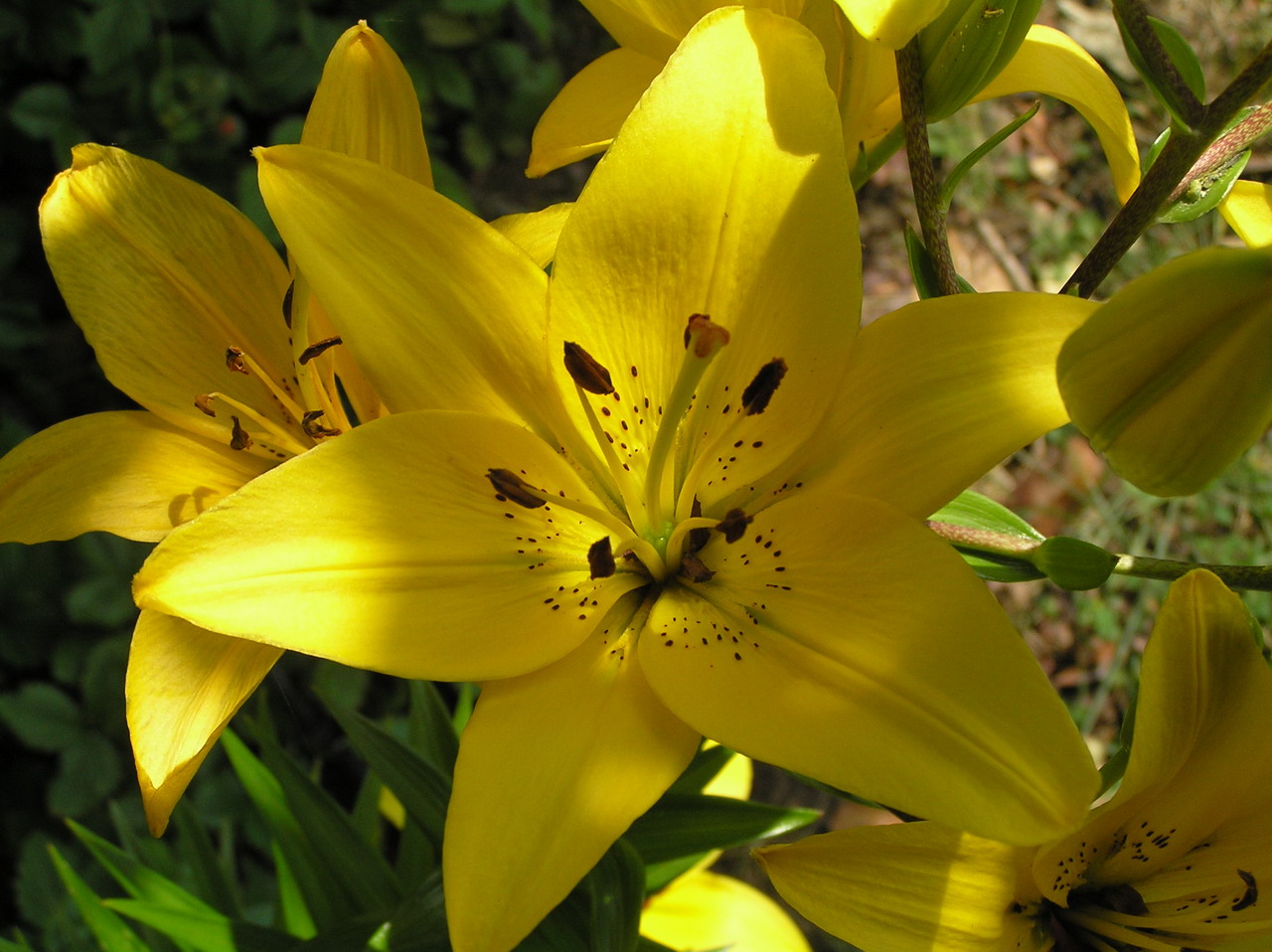 Fonds d'cran Nature Fleurs lys