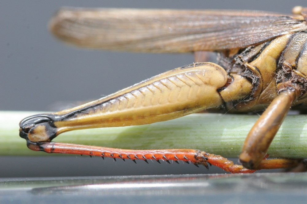 Wallpapers Animals Insects - Grasshoppers and Locusts Cuisse de sauterelle