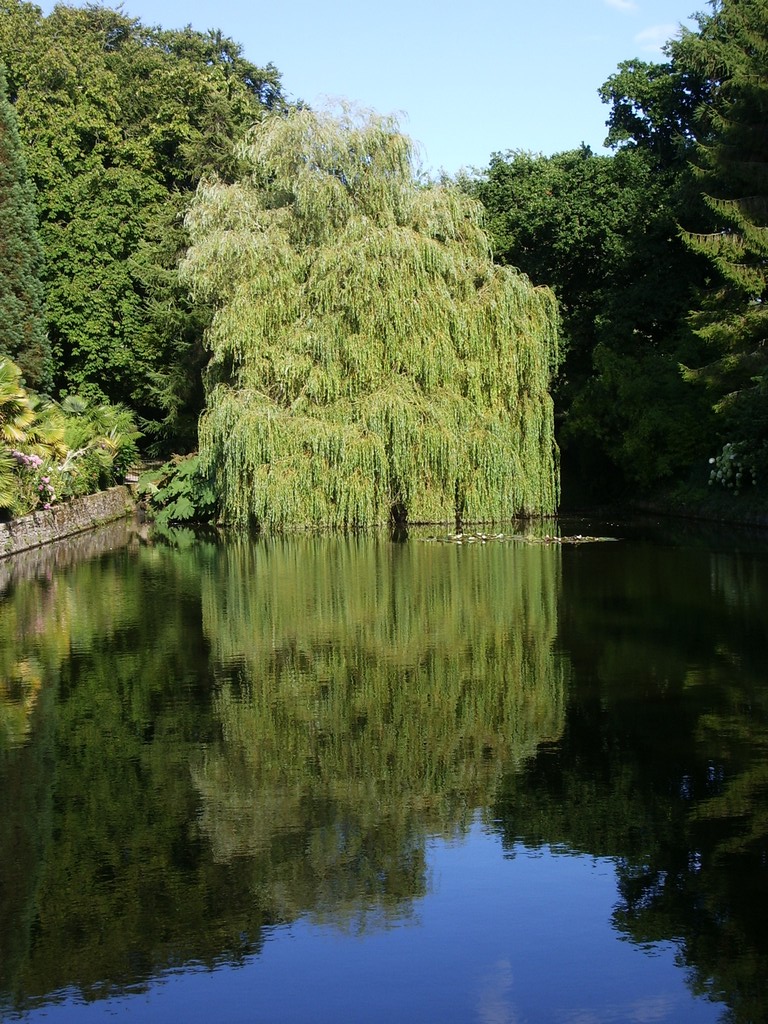 Fonds d'cran Nature Arbres - Forts saule pleureur