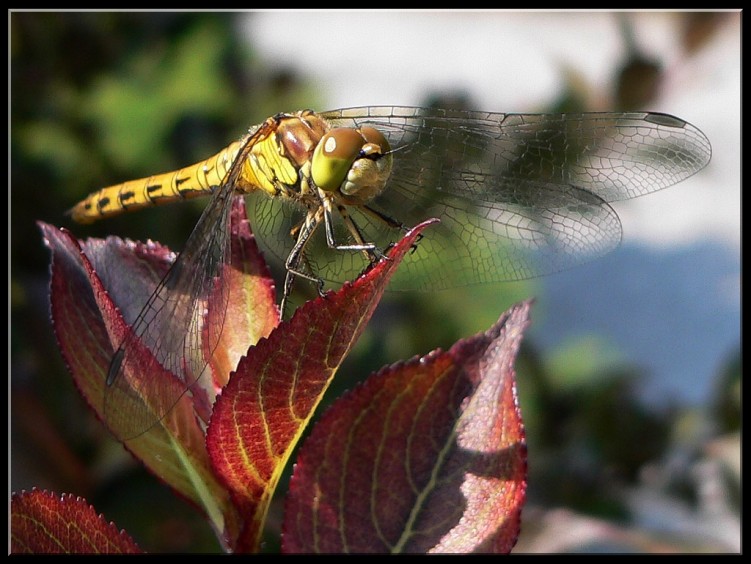 Fonds d'cran Animaux Insectes - Libellules Libellule