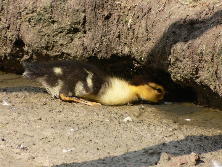 Wallpapers Animals Birds - Ducks dure dure de chercher a manger