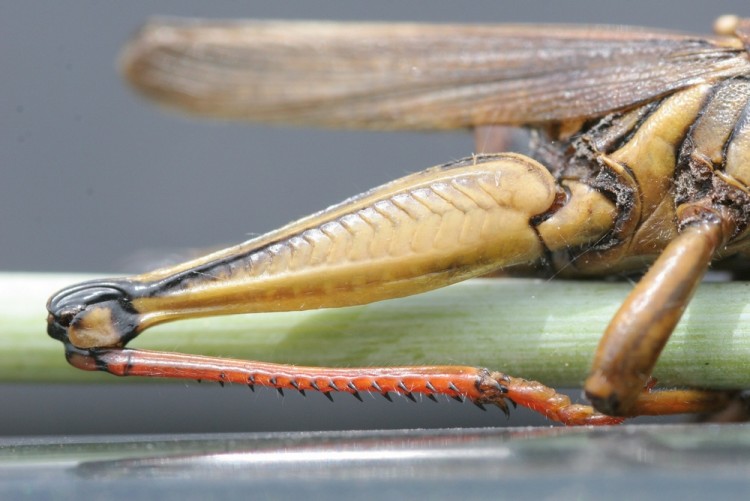 Fonds d'cran Animaux Insectes - Sauterelles et Criquets Cuisse de sauterelle