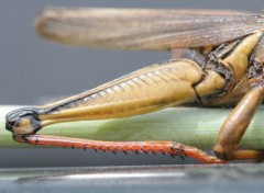 Fonds d'cran Animaux Cuisse de sauterelle