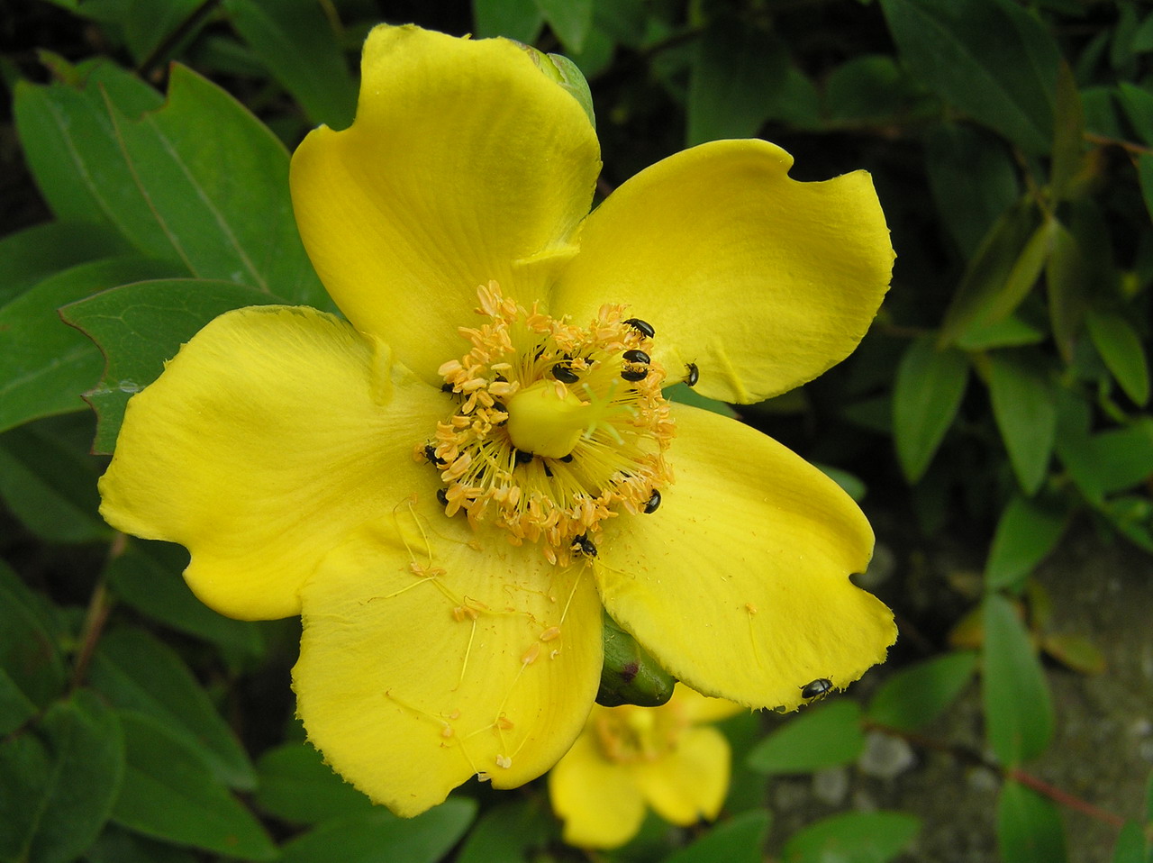 Fonds d'cran Nature Fleurs fleure infeste