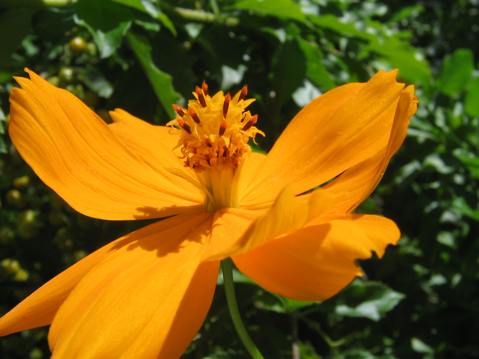 Fonds d'cran Nature Fleurs 