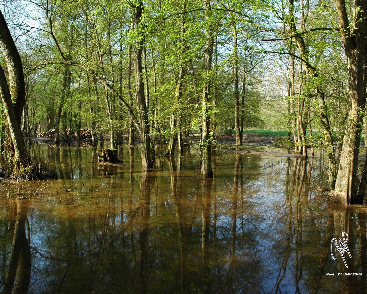 Fonds d'cran Nature Arbres - Forts L'Illwald, Alsace