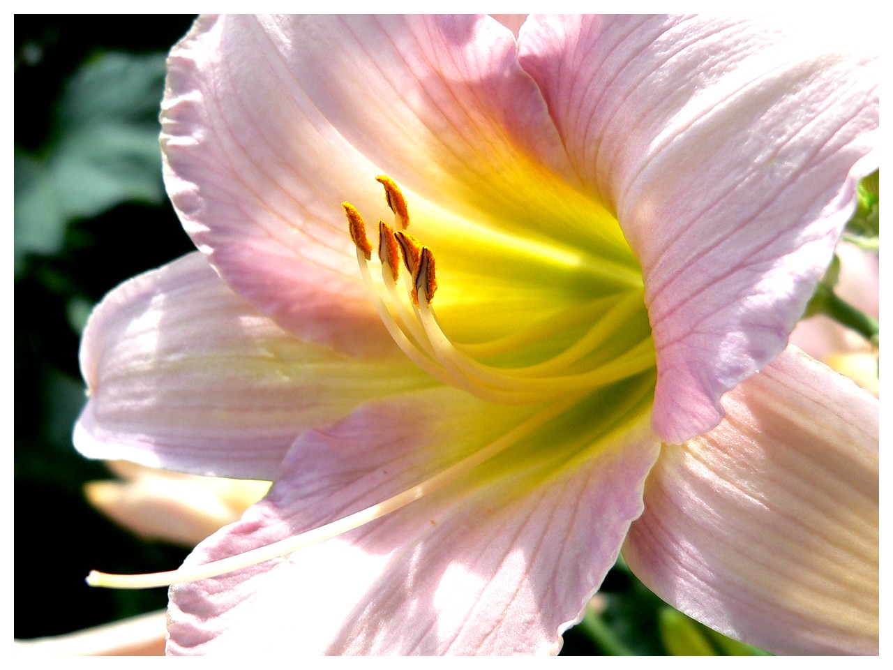 Fonds d'cran Nature Fleurs 