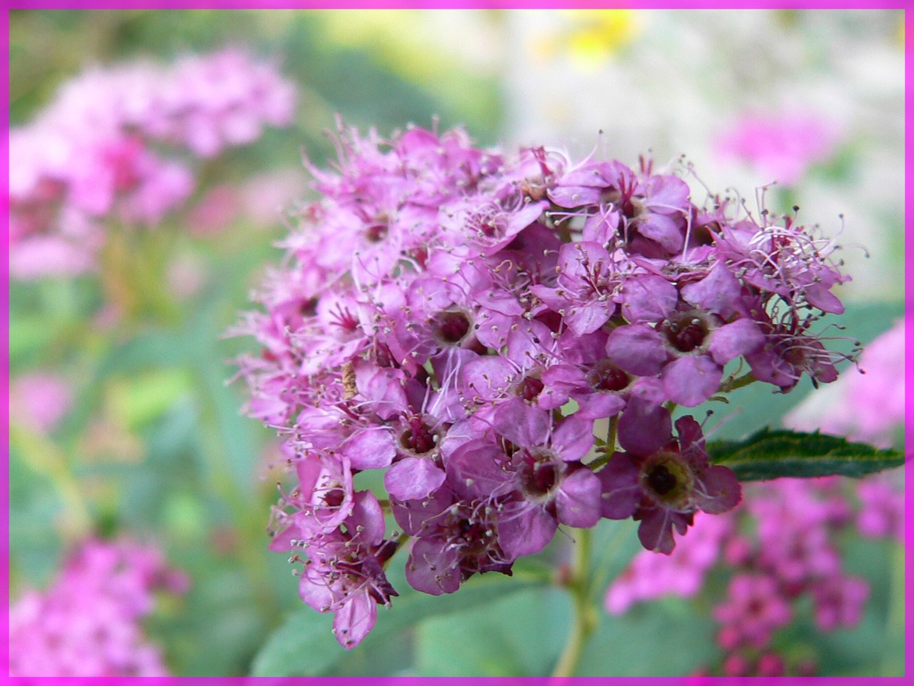 Fonds d'cran Nature Fleurs 