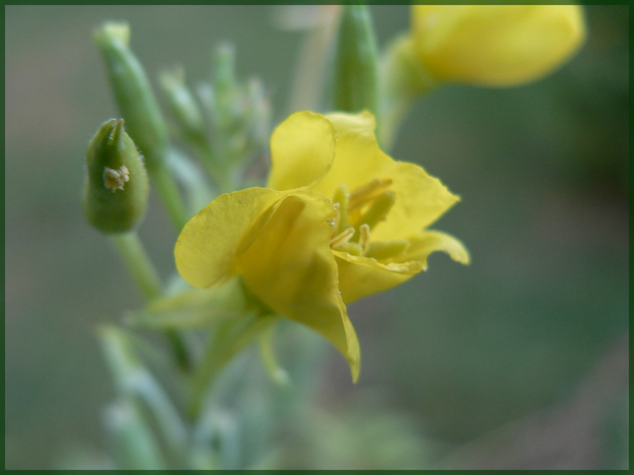 Fonds d'cran Nature Fleurs 