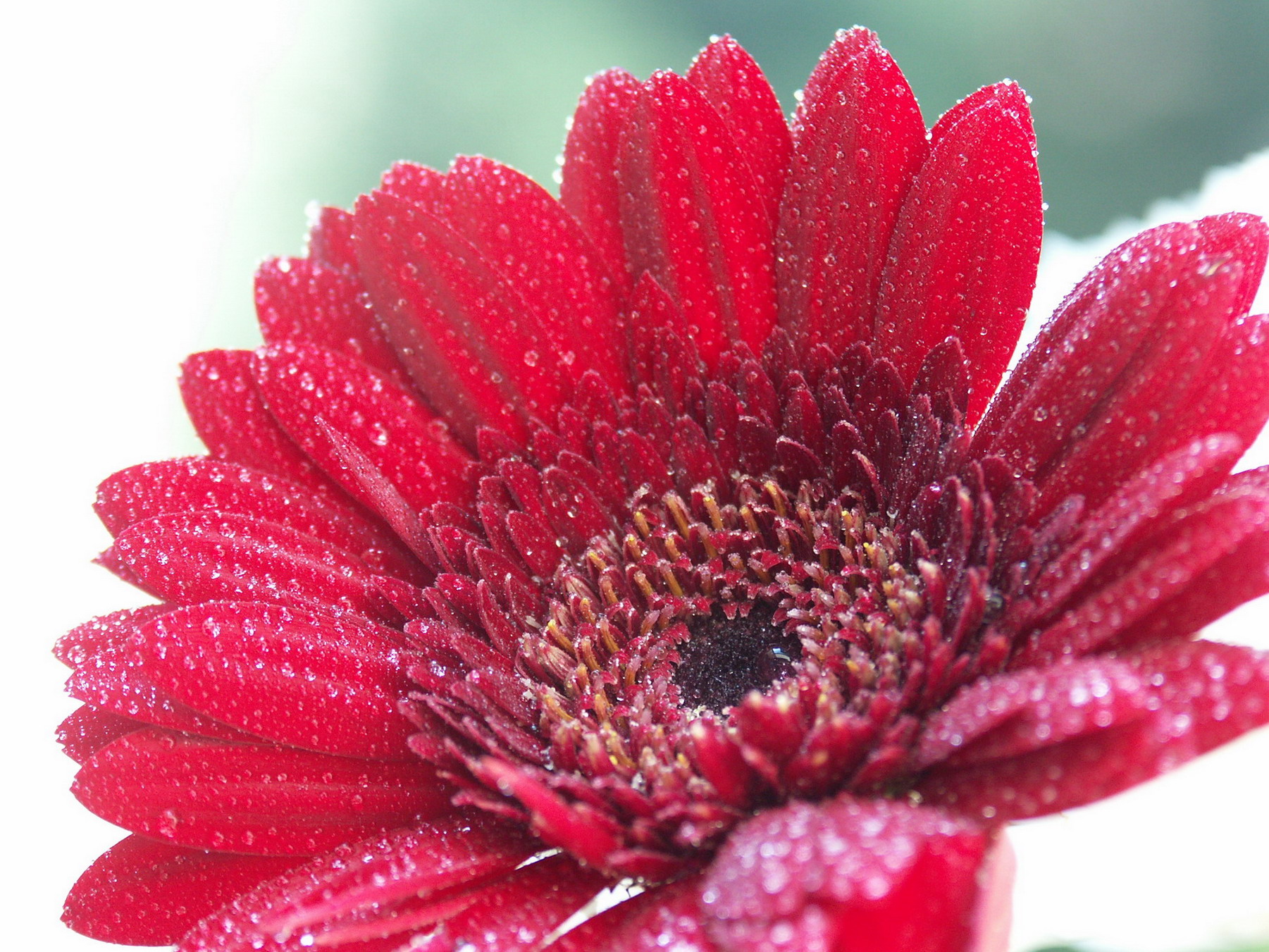 Fonds d'cran Nature Fleurs 