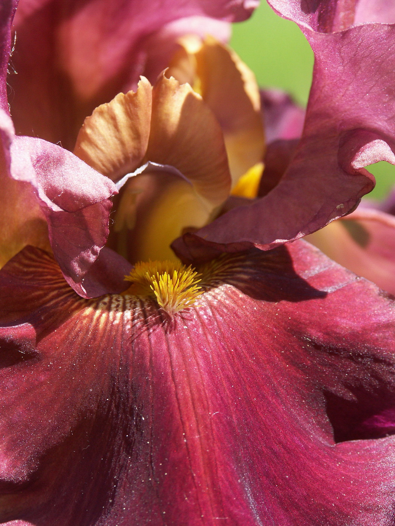 Fonds d'cran Nature Fleurs 