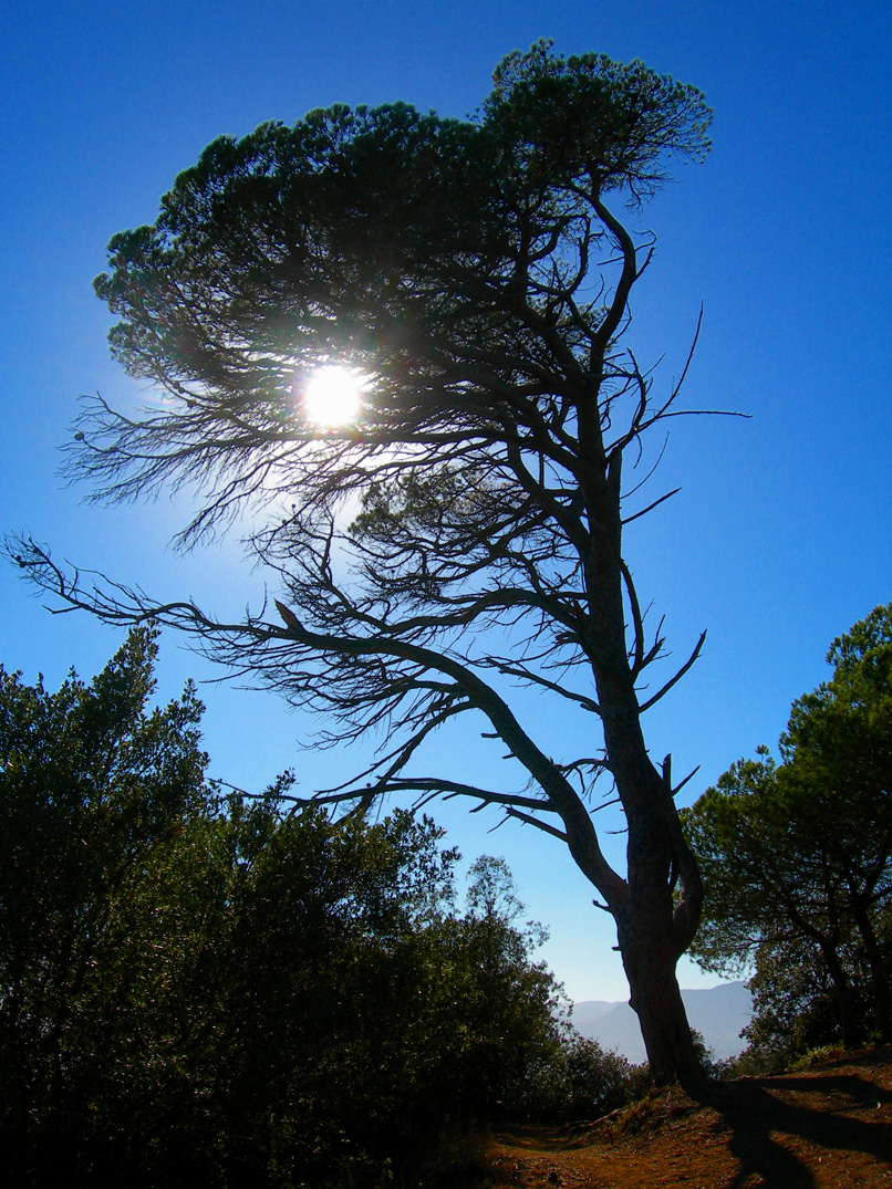 Fonds d'cran Nature Arbres - Forts Pin