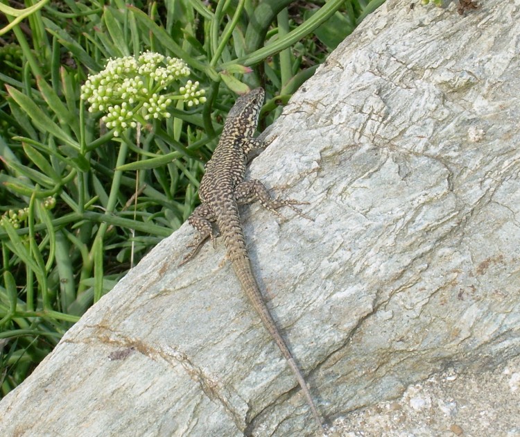 Fonds d'cran Animaux Lzards - Iguanes au soleil