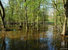 Wallpapers Nature L'Illwald, Alsace