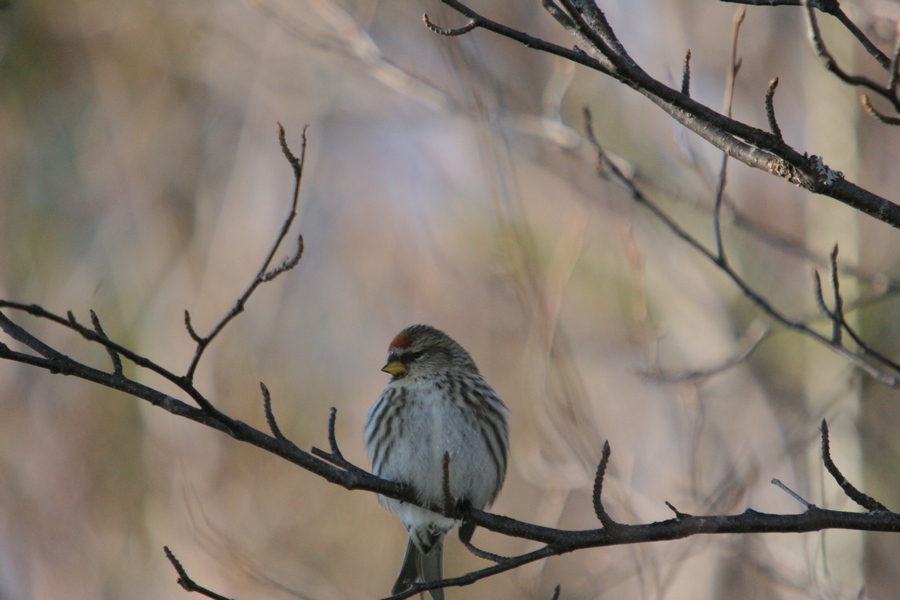 Fonds d'cran Animaux Oiseaux - Sizerins Siserin flammé