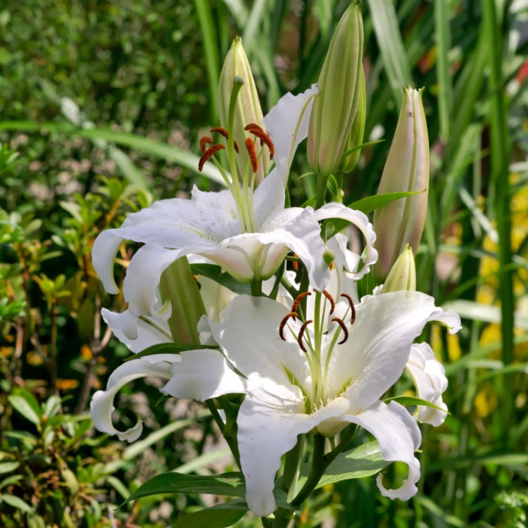 Wallpapers Nature Flowers Languedoc/Roussillon