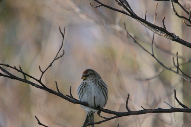 Fonds d'cran Animaux Oiseaux - Sizerins Siserin flamm