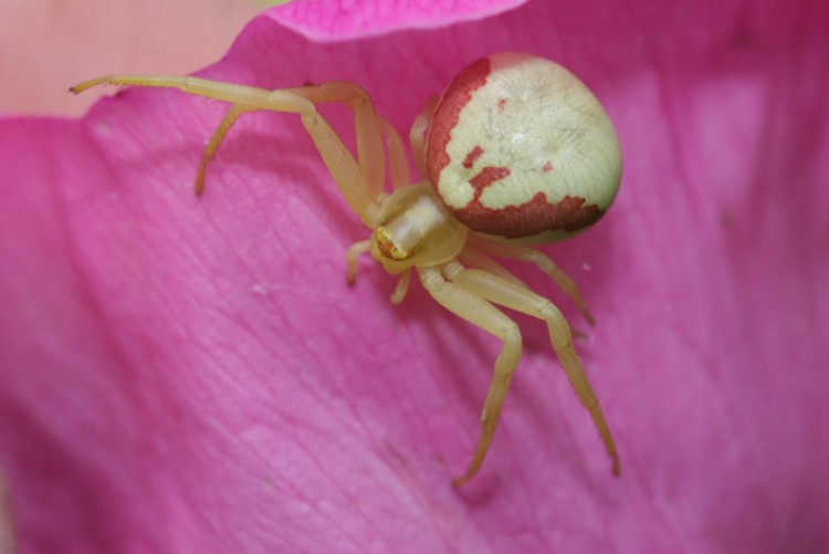 Fonds d'cran Animaux Araignes Araigne