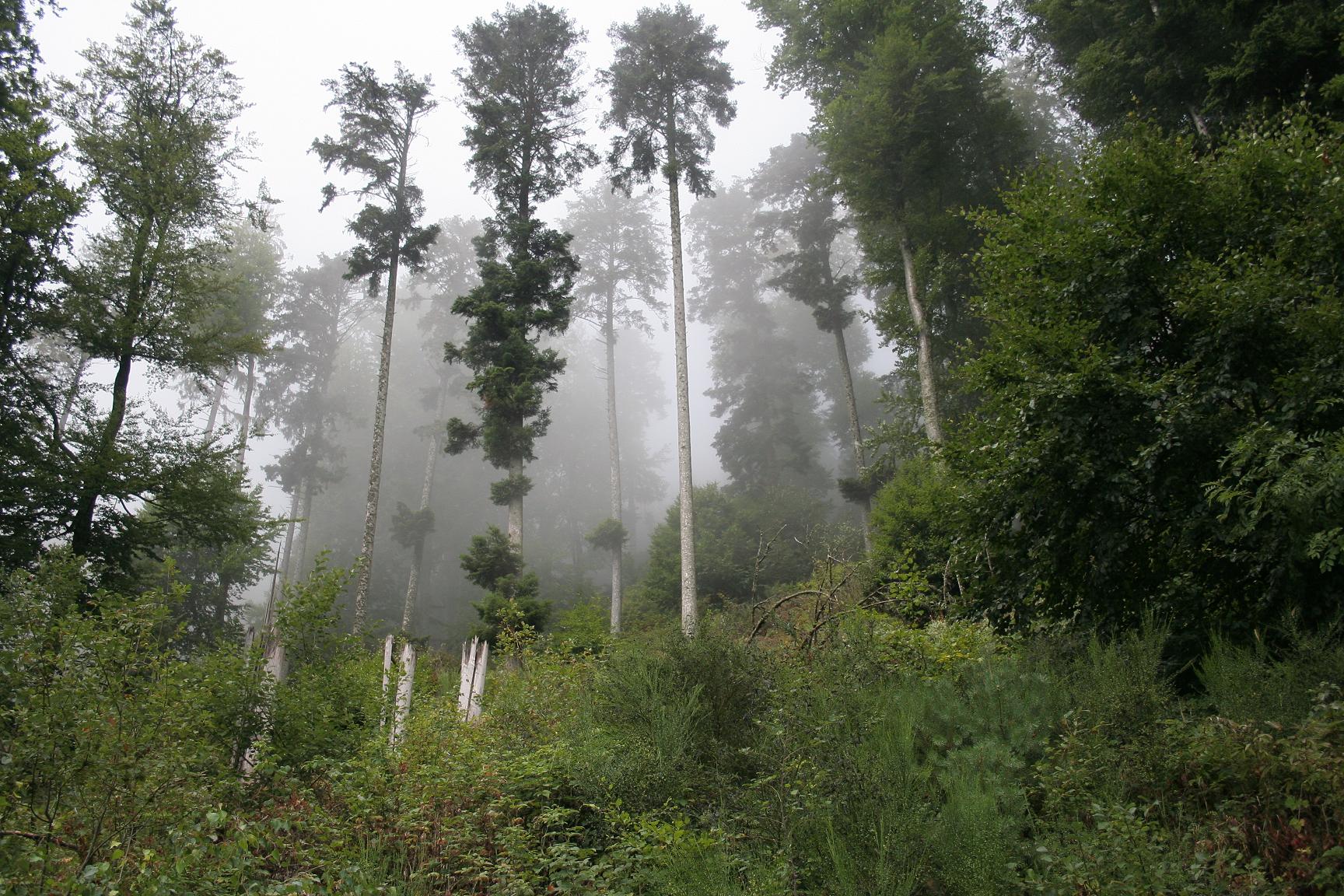 Fonds d'cran Nature Arbres - Forts cache-cache dans la brme