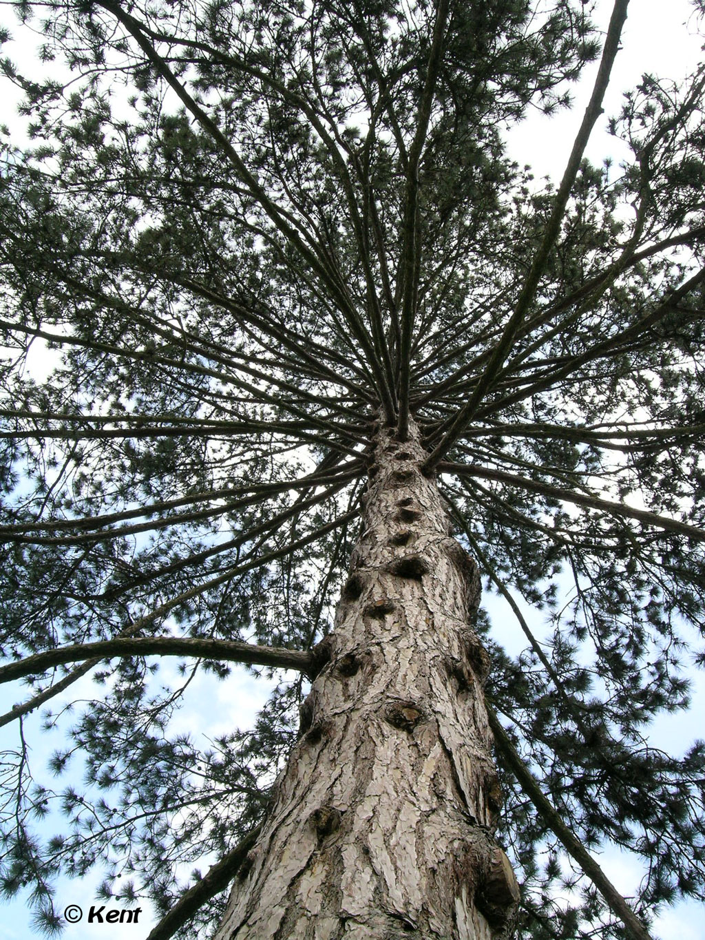 Fonds d'cran Nature Arbres - Forts Arbre, Orangerie