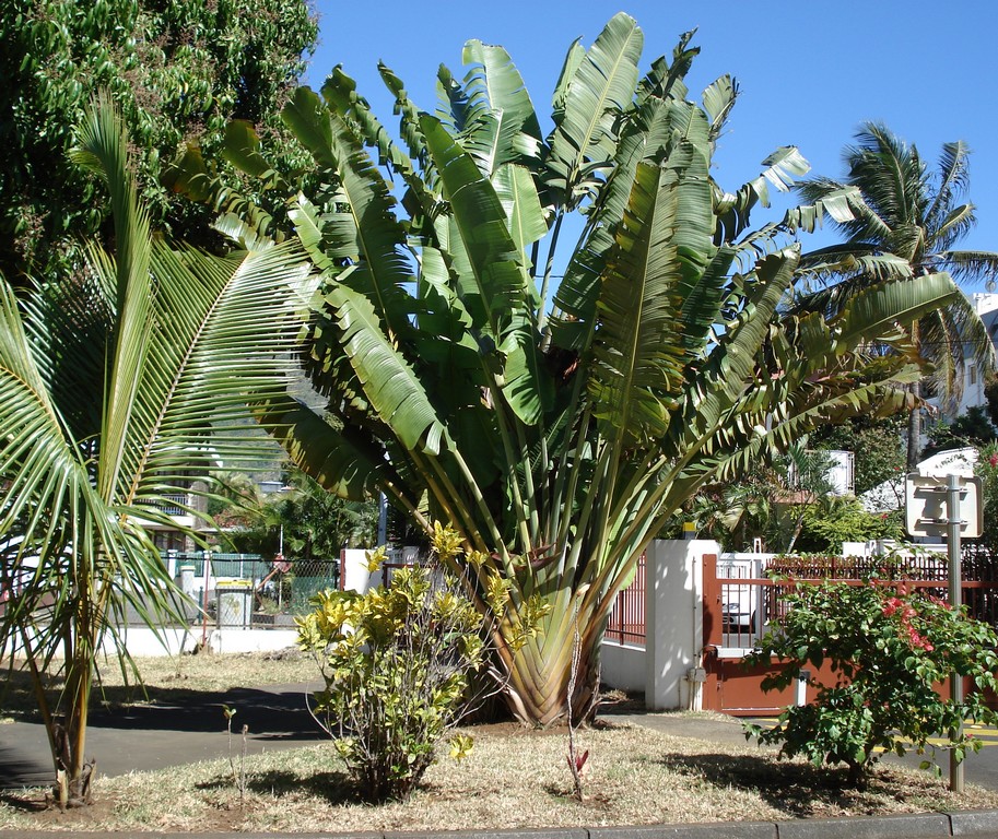 Fonds d'cran Nature Arbres - Forts NATURE EXOTIQUE