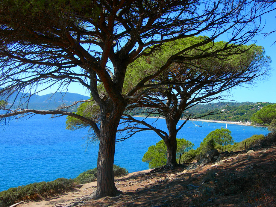 Fonds d'cran Nature Arbres - Forts Pins parasol (Var)