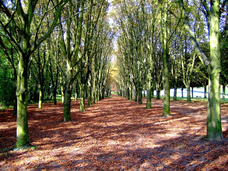 Fonds d'cran Nature Arbres - Forts Premisse De L'Automne 2